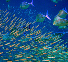 Mass Extinction in the Oceans